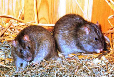 What Do Rats In The Attic Sound Like How To Tell If You Have A Rodent Infestation Natran Green Pest Control Houston And Austin Texas